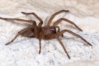 Un mle immature (Araneae - Gnaphosidae - Drassodes sp.)